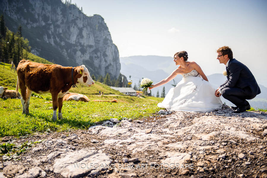 Hochzeit Fotograf Chiemgau, Brautpaarfoto mit Rind in den bayrischen Alpen